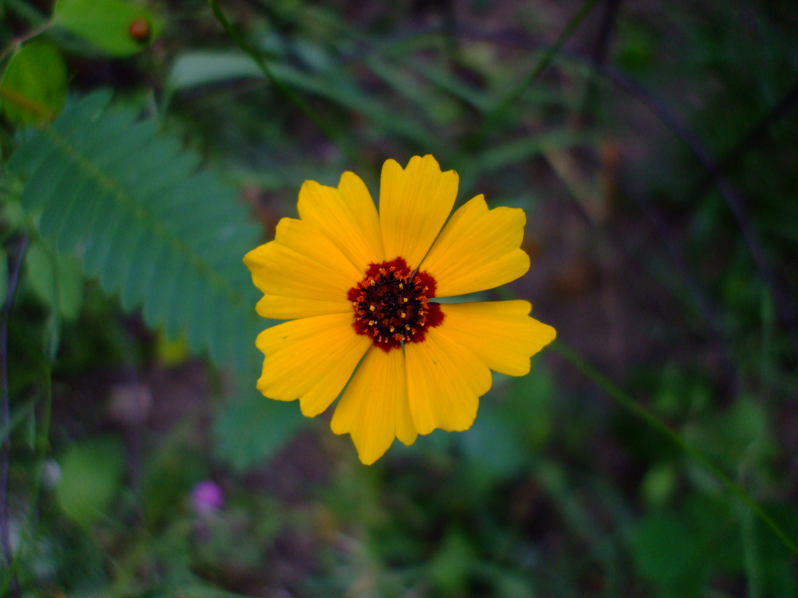 Coreopsis tinctoria